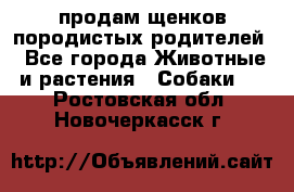 продам щенков породистых родителей - Все города Животные и растения » Собаки   . Ростовская обл.,Новочеркасск г.